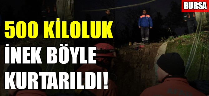 500 kiloluk inek böyle kurtarıldı