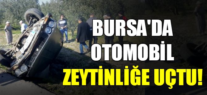 Bursa'da otomobil zeytinliğe uçtu