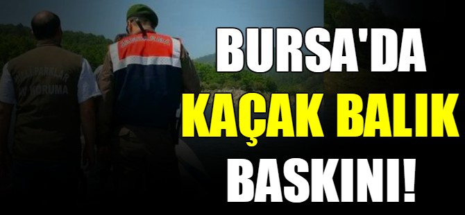 Bursa'da kaçak balık baskını