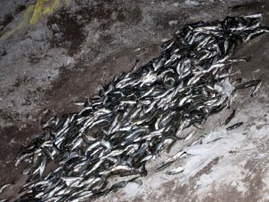 Bursa'da kaçak balık baskını