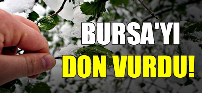 Bursa'yı don vurdu!