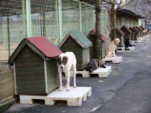 Sokak hayvanları için el ele verdiler