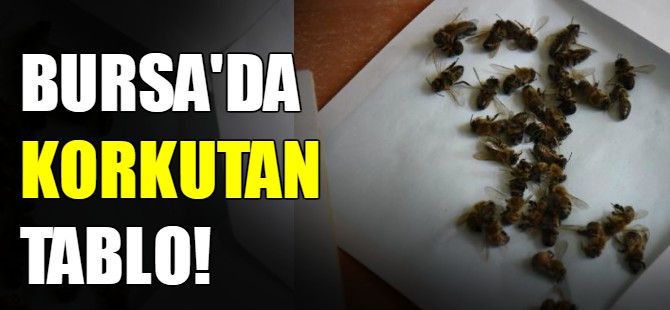 Bursa'da korkutan tablo