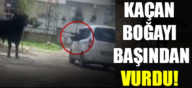 Kaçan boğayı tüfekle başından vurdu