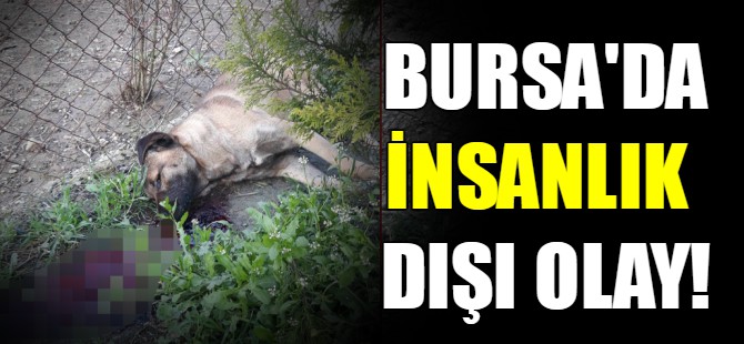 Bursa'da insanlık dışı olay