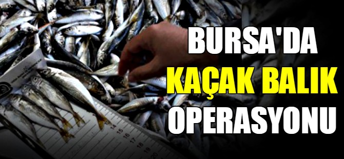 Bursa'da kaçak balık operasyonu