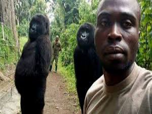 İnsan taklidi yapan gorillerden selfie