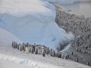 Binlerce yavru penguen öldü