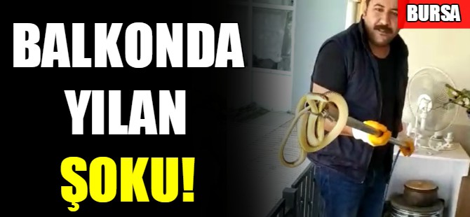 Balkonda yılan şoku!