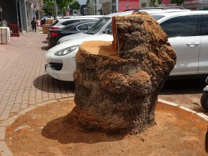 Bursa'da asırlık ağacı kestiler