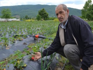 Bursa Çileği'nde ilk hasat başladı