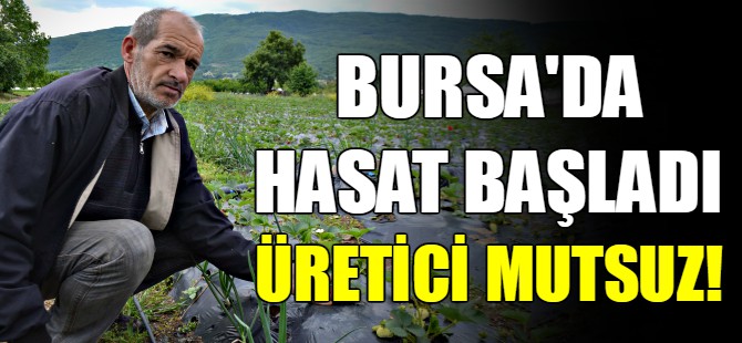 Bursa Çileği'nde ilk hasat başladı