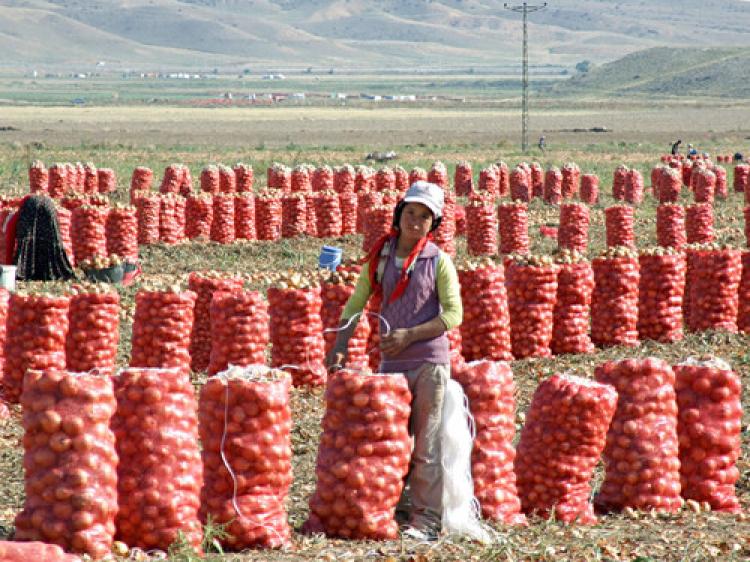 Soğandan kötü haber