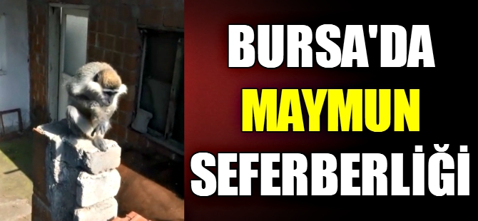 Bursa'da maymun seferberliği