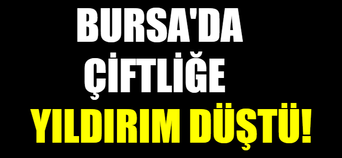 Bursa'da çiftliğe yıldırım düştü