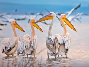 Ak pelikanların muhteşem dansı