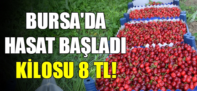 Bursa'da kiraz hasadı başladı