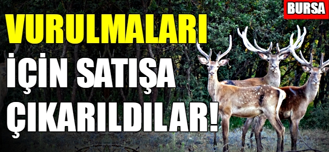 Bursa'da geyikler satışa çıkıyor