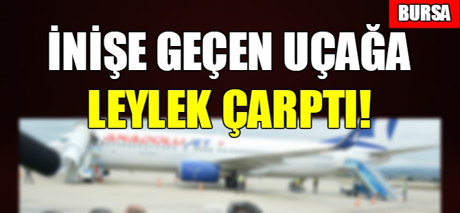 Bursa'da inişe geçen uçağa leylek çarptı