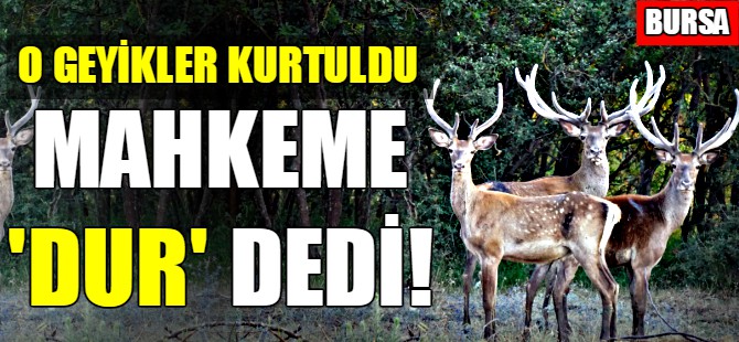 Bursa'da geyiklerin öldürülmesinde yeni gelişme!