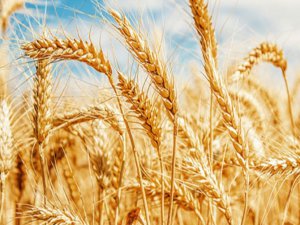 Tarım Bakanı'na buğday sorusu