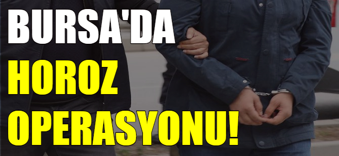 Bursa'da horoz operasyonu