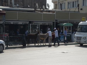 Bursa'nın göbeğinde ilginç görüntü!