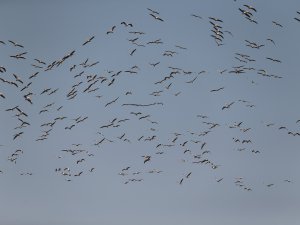 Bursa'da ak pelikanların muhteşem dansı