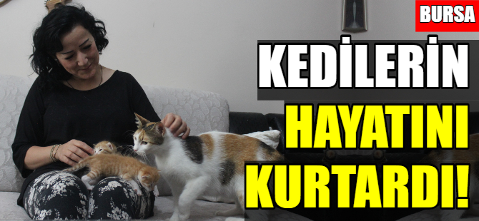 5 yavru kedinin hayatını kurtardı