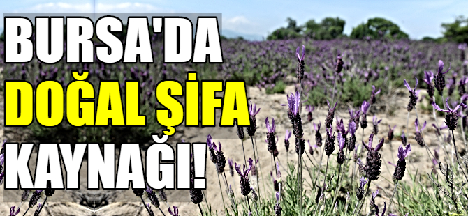 Bursa'da doğal şifa kaynağı