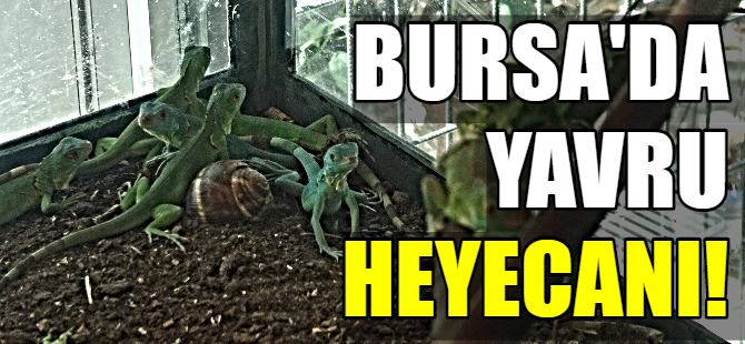 Bursa'da yavru iguana heyecanı