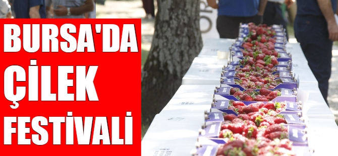 Bursa'da Çilek Festivali