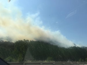 Bilecik'te orman yangını