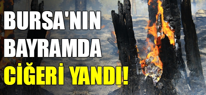 Bayramda Bursa'da orman yangını!