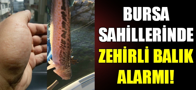 Bursa sahillerinde zehirli balık alarmı