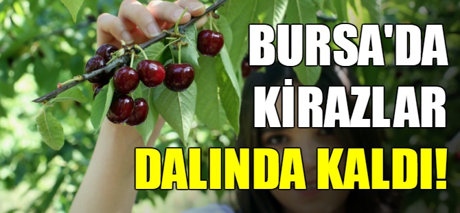Bursa'da kirazlar dalında kaldı