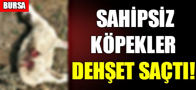 Bursa'da köpek dehşeti