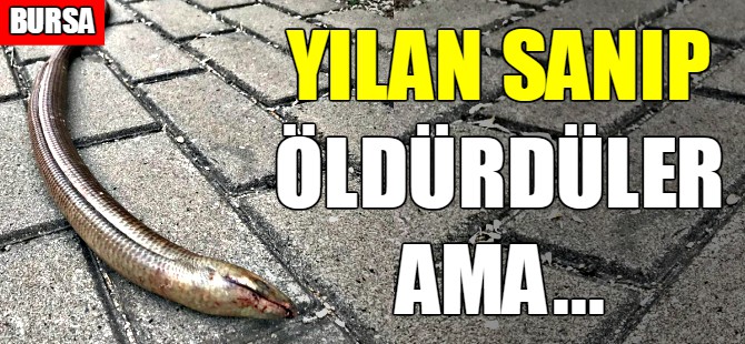 Bursa'da oluklu kertenkele şoku