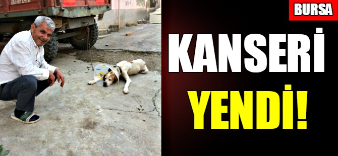Kanser hastası köpek sağlığına kavuştu