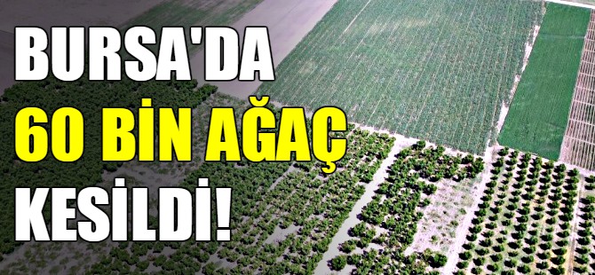 Bursa şeftalisi zor günler yaşıyor