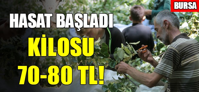 Bursa'da ıhlamur hasadı başladı