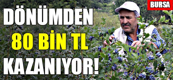 Bursa'da yaban mersininin hasadı başladı