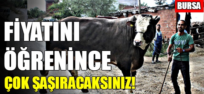 Boğasını sıfır otomobil fiyatına satışa çıkardı