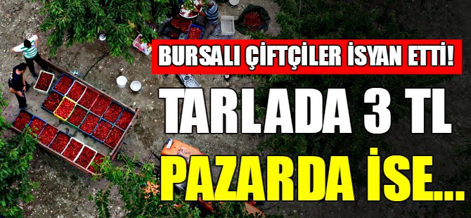 Bursa'da çiftçiler isyan etti!