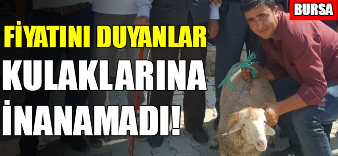 Kuzunun fiyatını duyanlar kulaklarına inanamadı!