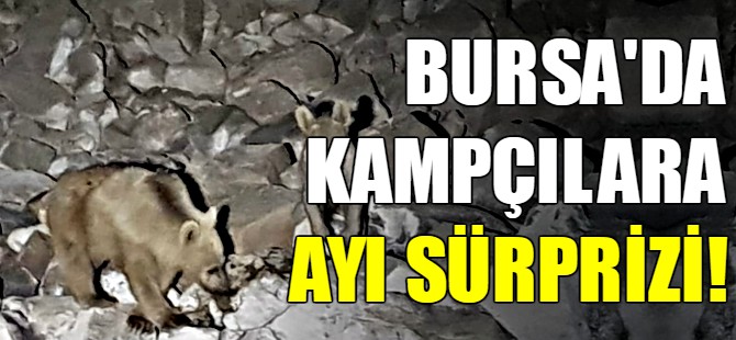 Bursa'da ayı sürprizi!