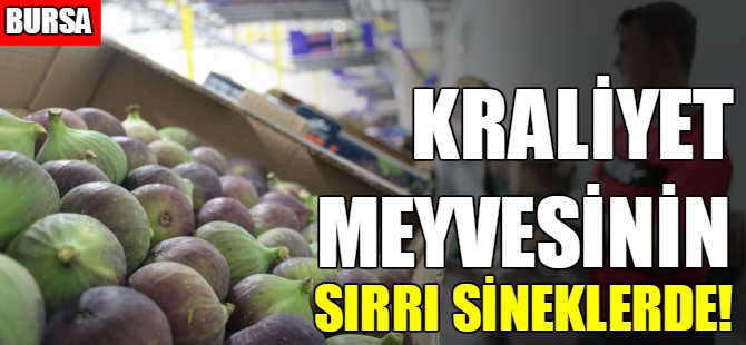 Kraliyet meyvesinin sırrı bu sineklerde