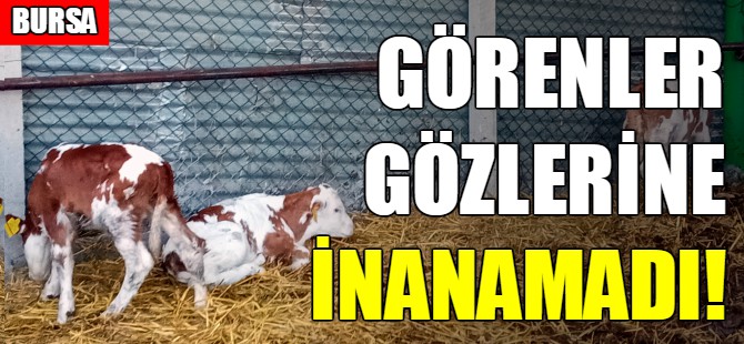 Üçüz buzağılar görenleri hayrete düşürdü