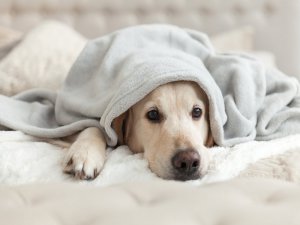 Köpekler neden üzgün bakar?