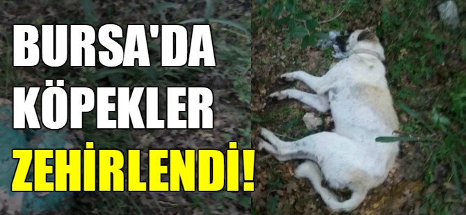 Bursa'da köpekler zehirlendi